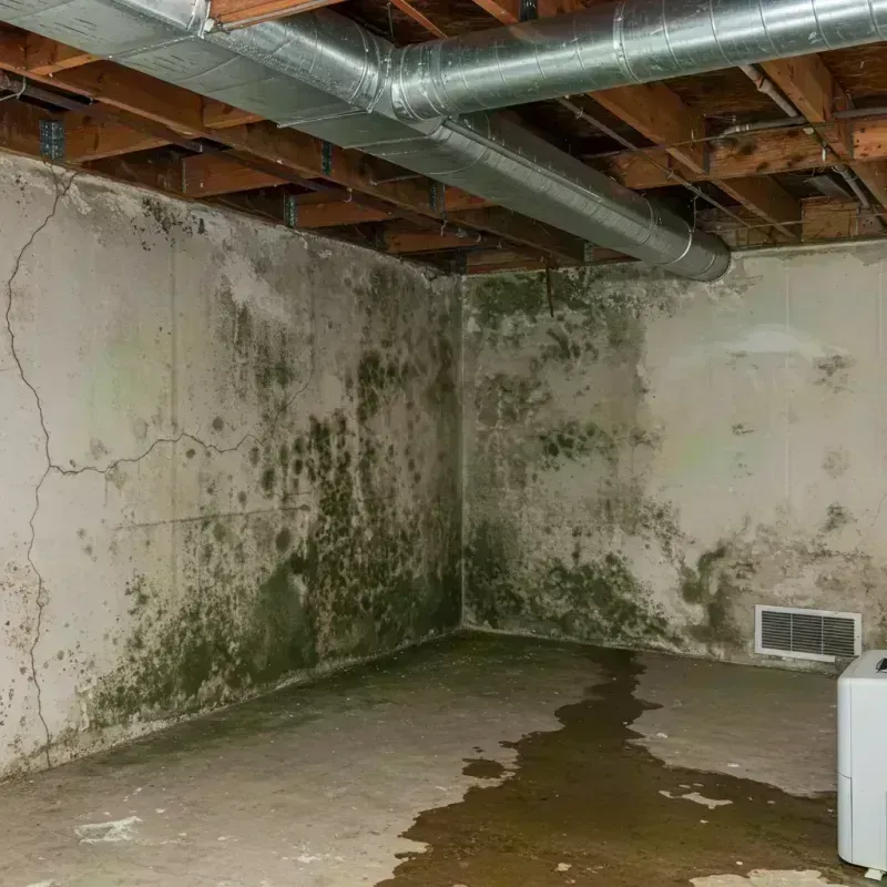 Professional Mold Removal in New Castle, KY